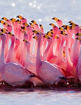 Flamingos searching the sky