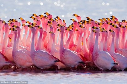 Flamingos searching the sky